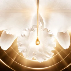 Orchidée Impériale Gold Nobile