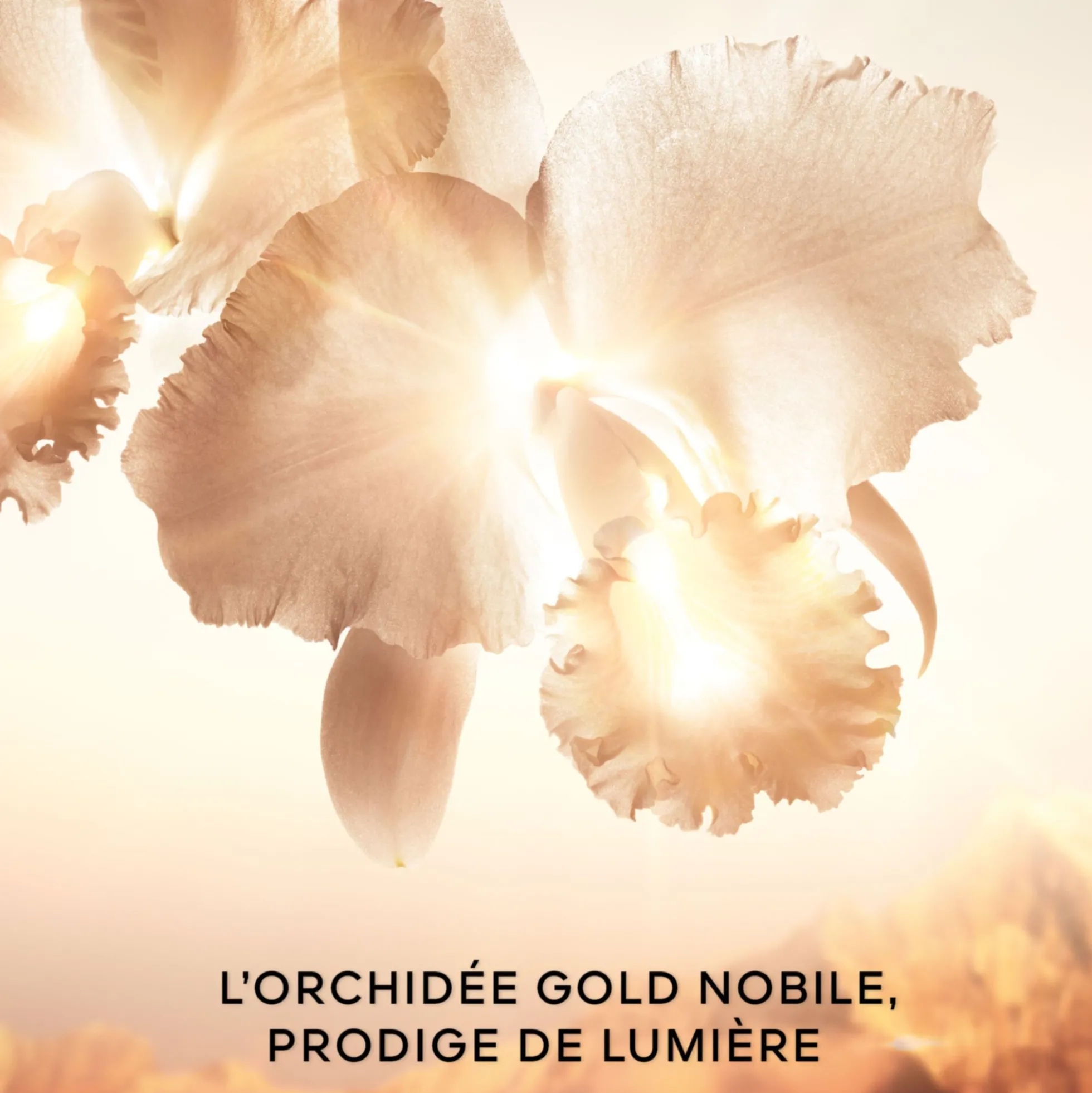 Orchidée Impériale Gold Nobile