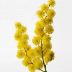 Sous Un Mimosa De Provence