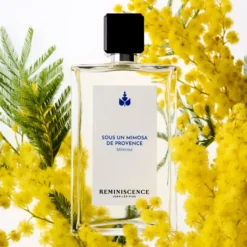 Sous Un Mimosa De Provence
